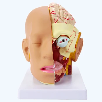 4-dalis Galvos Anatomijos Modelis Kaukolė, Smegenėlių, Obuolio, Burnos ir Nosies Ertmės Anatomijos Medicinos Mokymo Įranga