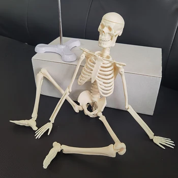 1 Vnt 45cm Žmogaus Anatomijos Anatomija Skeleto Modelis Didmeninė Mažmeninė Plakatas Mokytis Pagalbos Anatomija žmogaus skeleto modelis